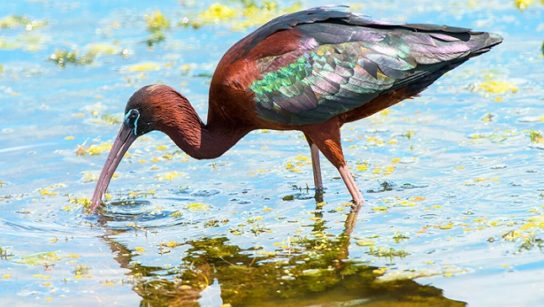 Животные и растения Алтайского края, занесенные в Красную книгу