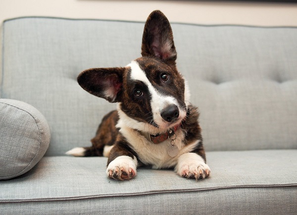 Кардиганы любят отдыхать.