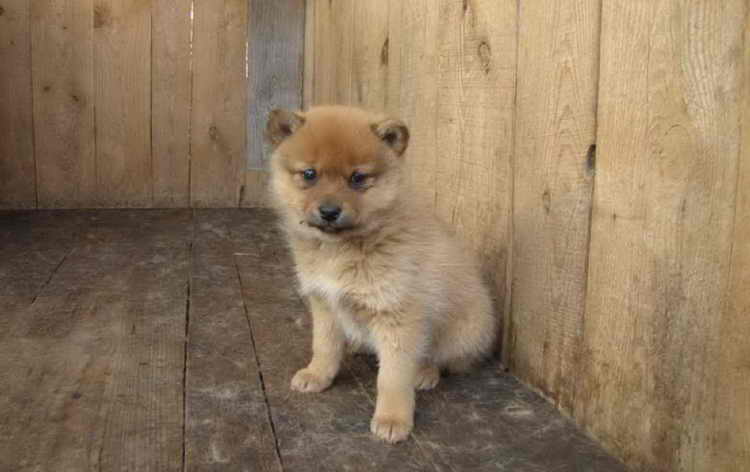 карело финская лайка фото