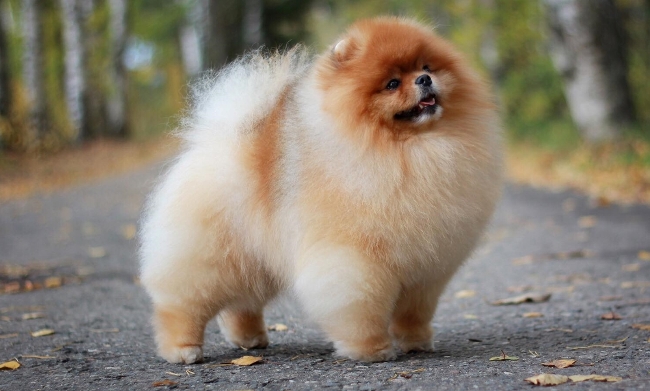 Пик карлика