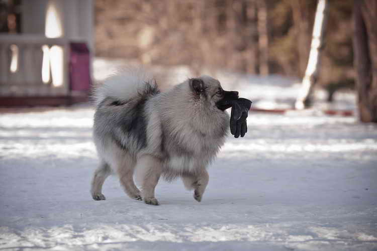 щенки кеесхонда