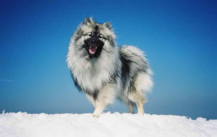 кеесхонд фото