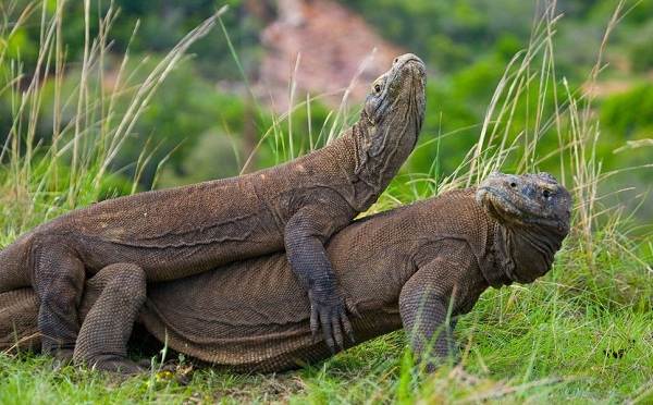 Комодо-ящерица-животное-описание-особенности-образ жизни-и-среда обитания-ящерица-15