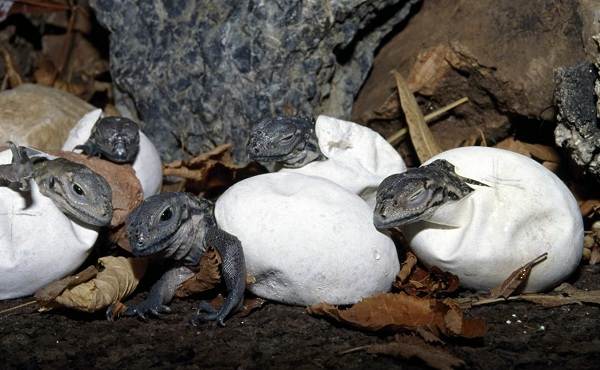 Комодо-ящерица-животное-описание-особенности-образ жизни-и-среда обитания-ящерица-18