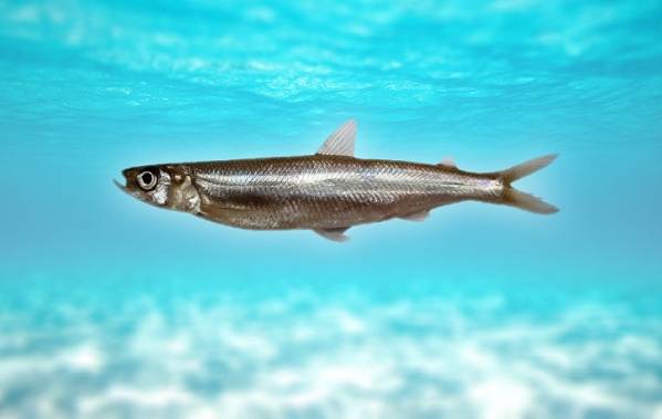 Корюшка-Описание-особенности-вид-образ жизни-и-среда обитания-корюшка-1