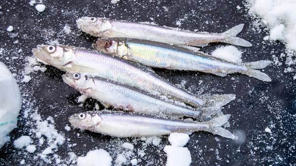 Корюшка-Описание-особенности-вид-образ жизни-и-среда обитания-корюшка-3