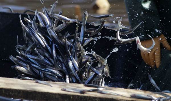 Корюшка-Описание-особенности-вид-образ жизни-и-среда обитания-корюшка-6