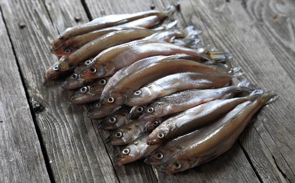 Smeltefisk-Beskrivelse-funksjoner-arter-livsstil-og-habitat-smelte-8