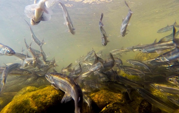 Корюшка-Описание-особенности-вид-образ жизни-и-среда обитания-корюшка-9