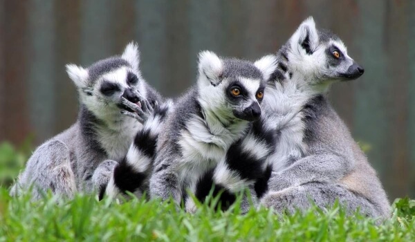Фото: Кошачьи лемуры Мадагаскар