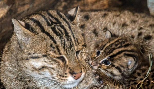 Фото: Детеныш кошки-рыболова