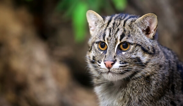 Фото: Кот-рыболов