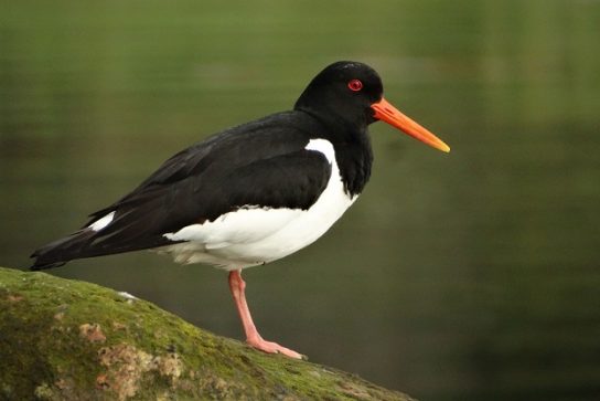 Крымские эндемичные растения и животные