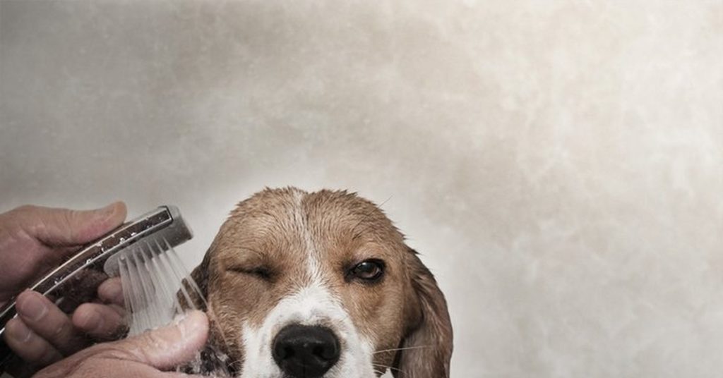 Как часто необходимо купать бигля.