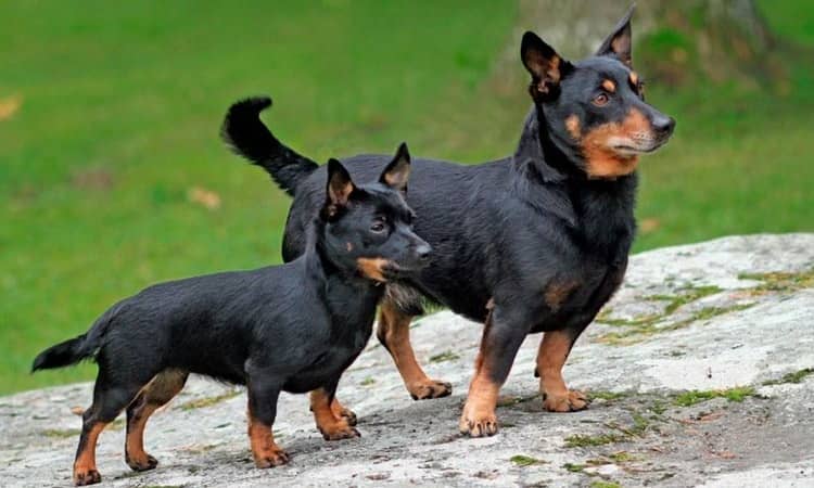 Характеристики породи ланкаширский хилер