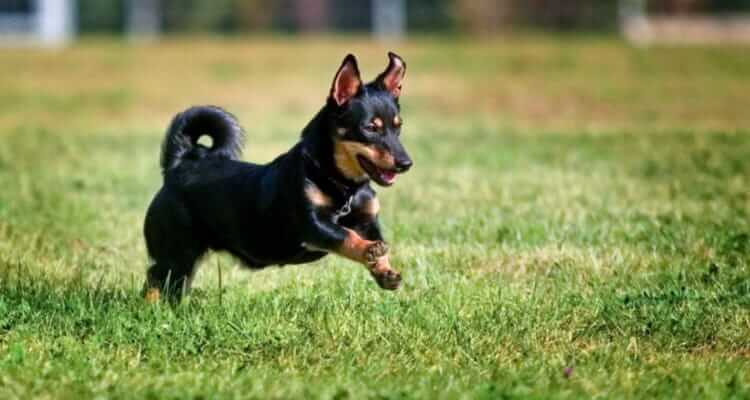 Уход за щенком ланкаширский хилер