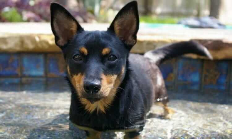 Собака ланкаширский хилер 