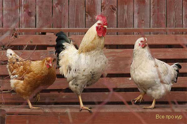 О содержании кур для новичков – 10 шагов успешного выращивания