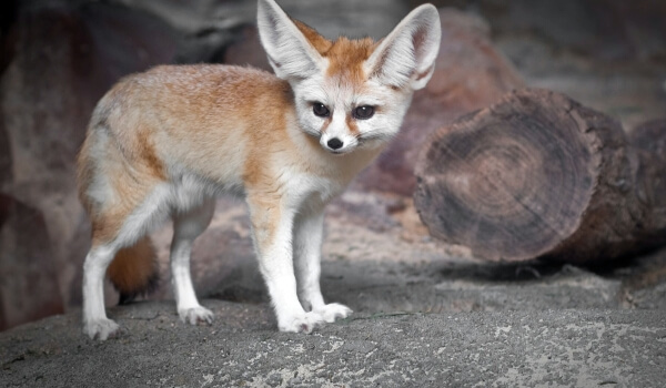 Фото: Фенек Фокс