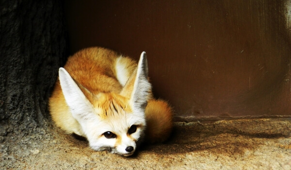 Фото: Песец Фенек