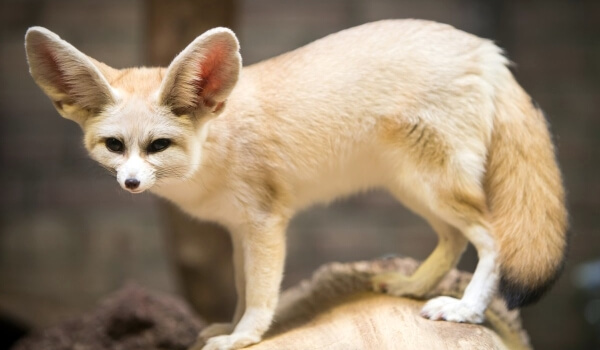 Фото: Ушастый фенек