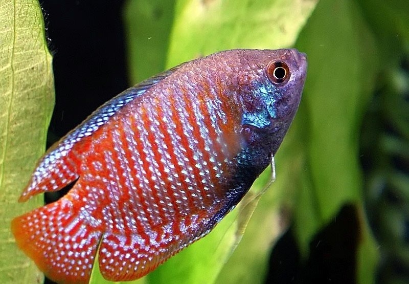 лялиус красный