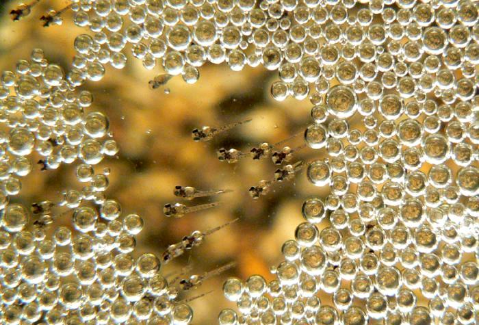 лялиус красный