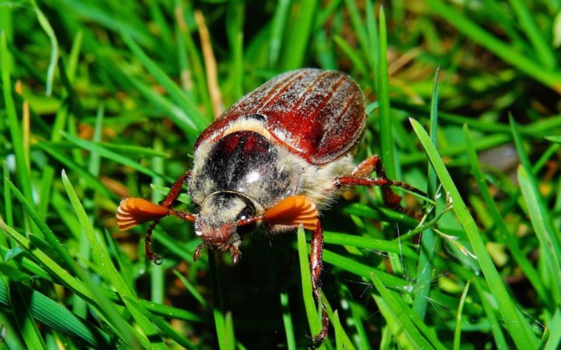 Майский жук: чем питается, сколько живет, хрущ, сколько ног, западный, восточный, внешнее строение, личинка, развитие, среда обитания