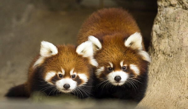 На фото: детеныш красной панды