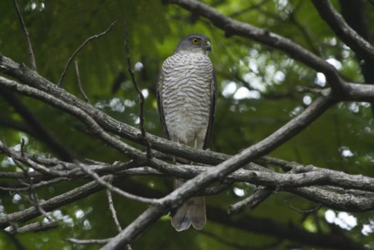 Животные и растения Алтайского края, занесенные в Красную книгу