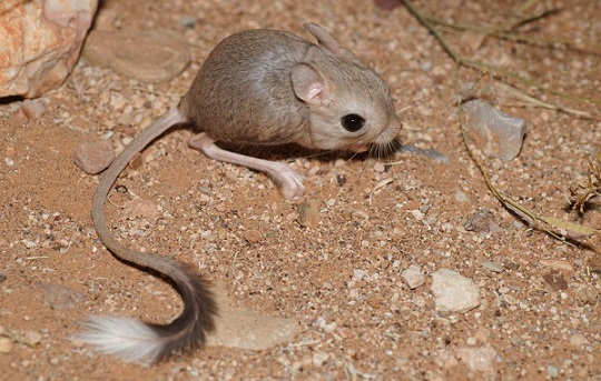 Животные и растения Алтайского края, занесенные в Красную книгу