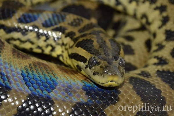 Анаконда — охота, почему она самая большая змея в мире