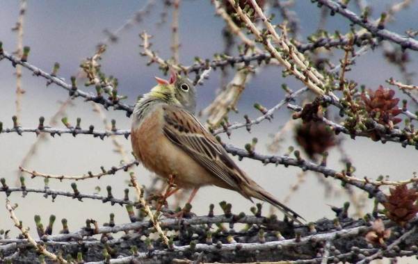 Овсянка-птица-Описание-особенности-виды-образ жизни-и-среда обитания-овсянка-10