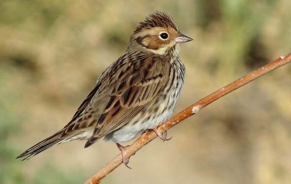 Овсянка-птица-Описание-особенности-виды-образ жизни-и-среда обитания-овсянка-11