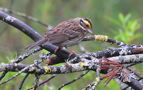 Овсянка-птица-Описание-особенности-виды-образ жизни-и-среда обитания-овсянка-12