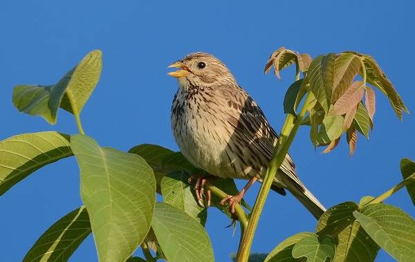 Овсянка-птица-Описание-особенности-виды-образ жизни-и-среда обитания-овсянка-13