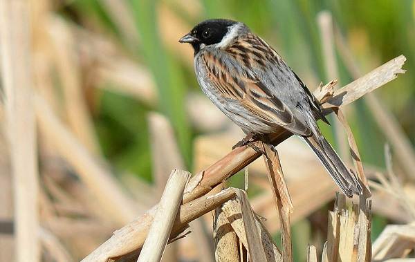 Овсянка-птица-Описание-особенности-виды-образ жизни-и-среда обитания-овсянка-15
