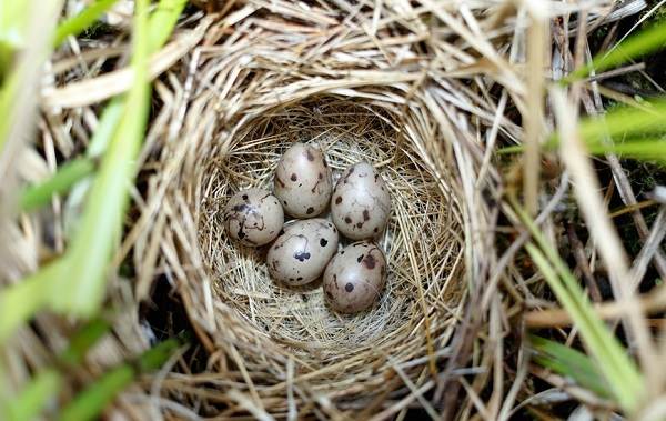 Овсянка-птица-Описание-особенности-виды-образ жизни-и-среда обитания-овсянка-18