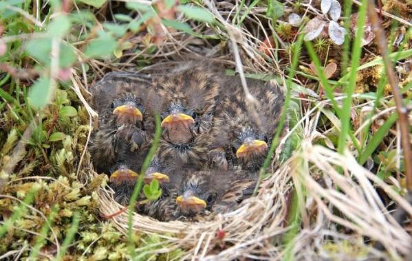 Овсянка-птица-Описание-особенности-виды-образ жизни-и-среда обитания-овсянка-19