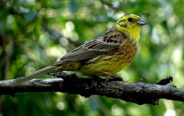 Овсянка-птица-Описание-особенности-виды-образ жизни-и-среда обитания-овсянка-5