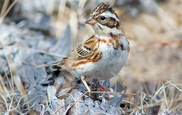 Овсянка-птица-Описание-особенности-виды-образ жизни-и-среда обитания-овсянки-6