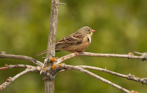 Овсянка-птица-Описание-особенности-виды-образ жизни-и-среда обитания-овсянка-7