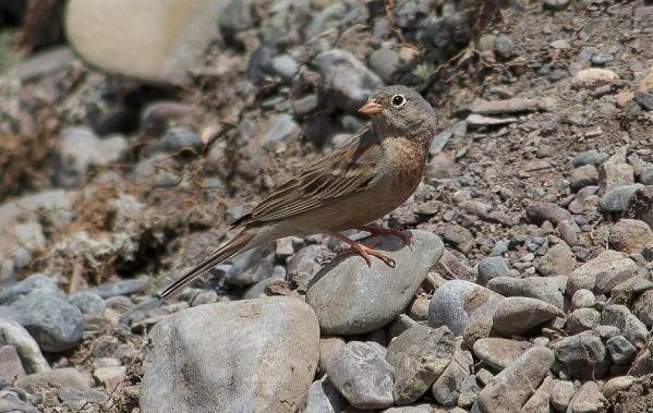 Овсянка-птица-Описание-особенности-виды-образ жизни-и-среда обитания-овсянка-8