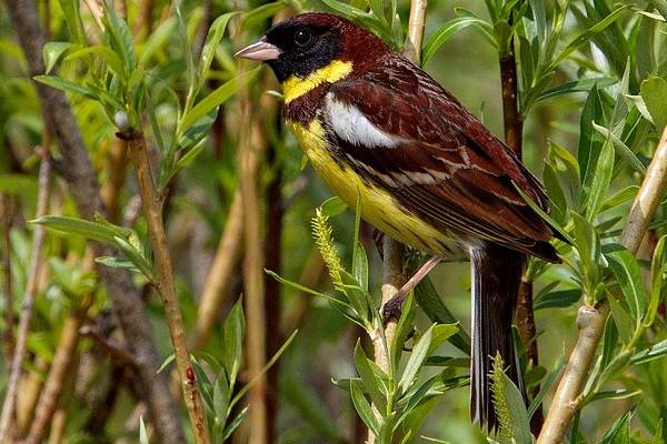 Овсянка-птица-Описание-особенности-виды-образ жизни-и-среда обитания-овсянка-9