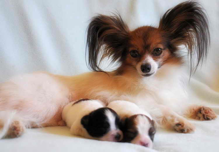 континентальный той-спаниель