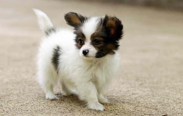 папильон собака описание породы плюсы и минусы