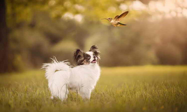 папильон фото