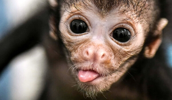 Фото: Детеныш паукообразной обезьяны