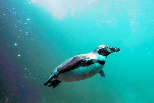 Морские птицы: характеристика, отряды, виды