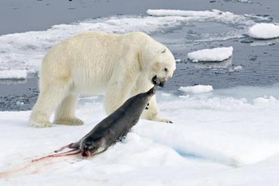 Почему белые медведи не едят пингвинов